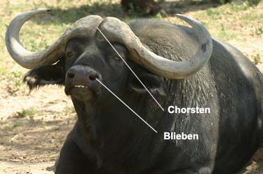 buffalo pic